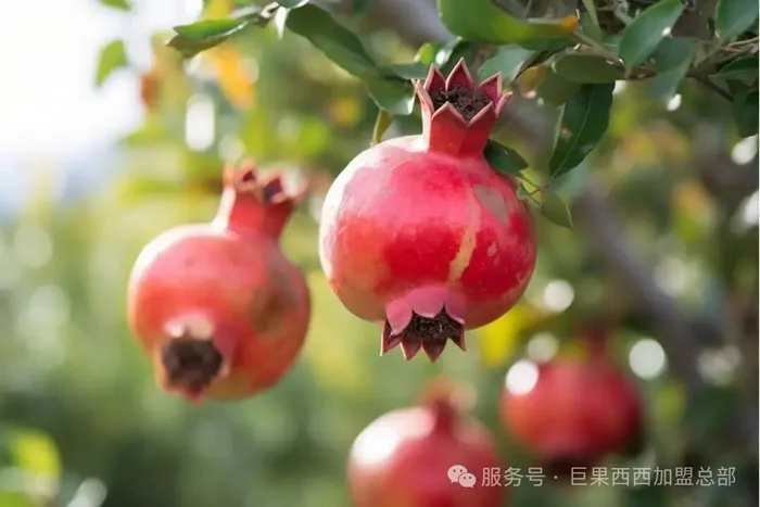 巨果西西3店齐开，最高日入2W，背后藏着哪些盈利密码？