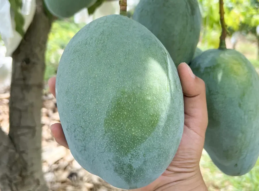 四川攀枝花凯特芒果