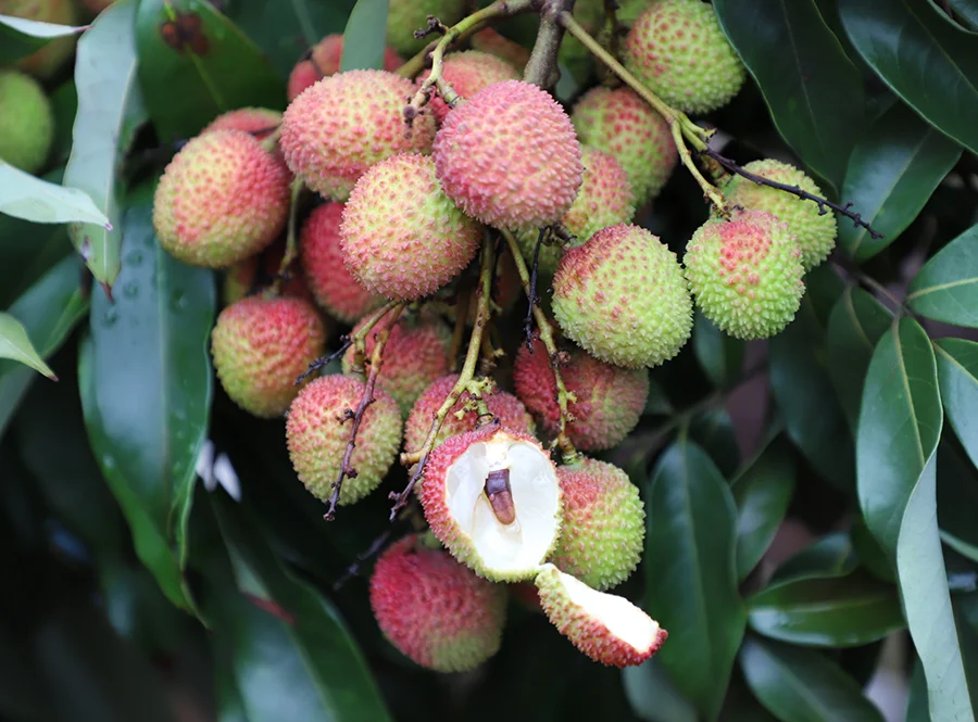 广东增城挂绿荔枝