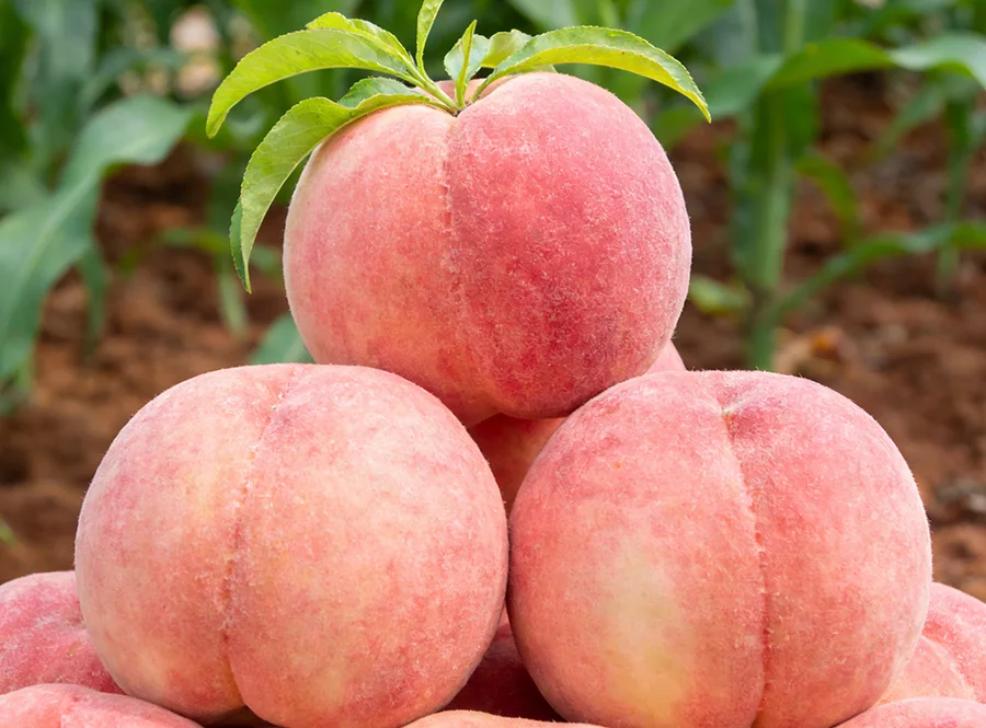 江苏阳山水蜜桃